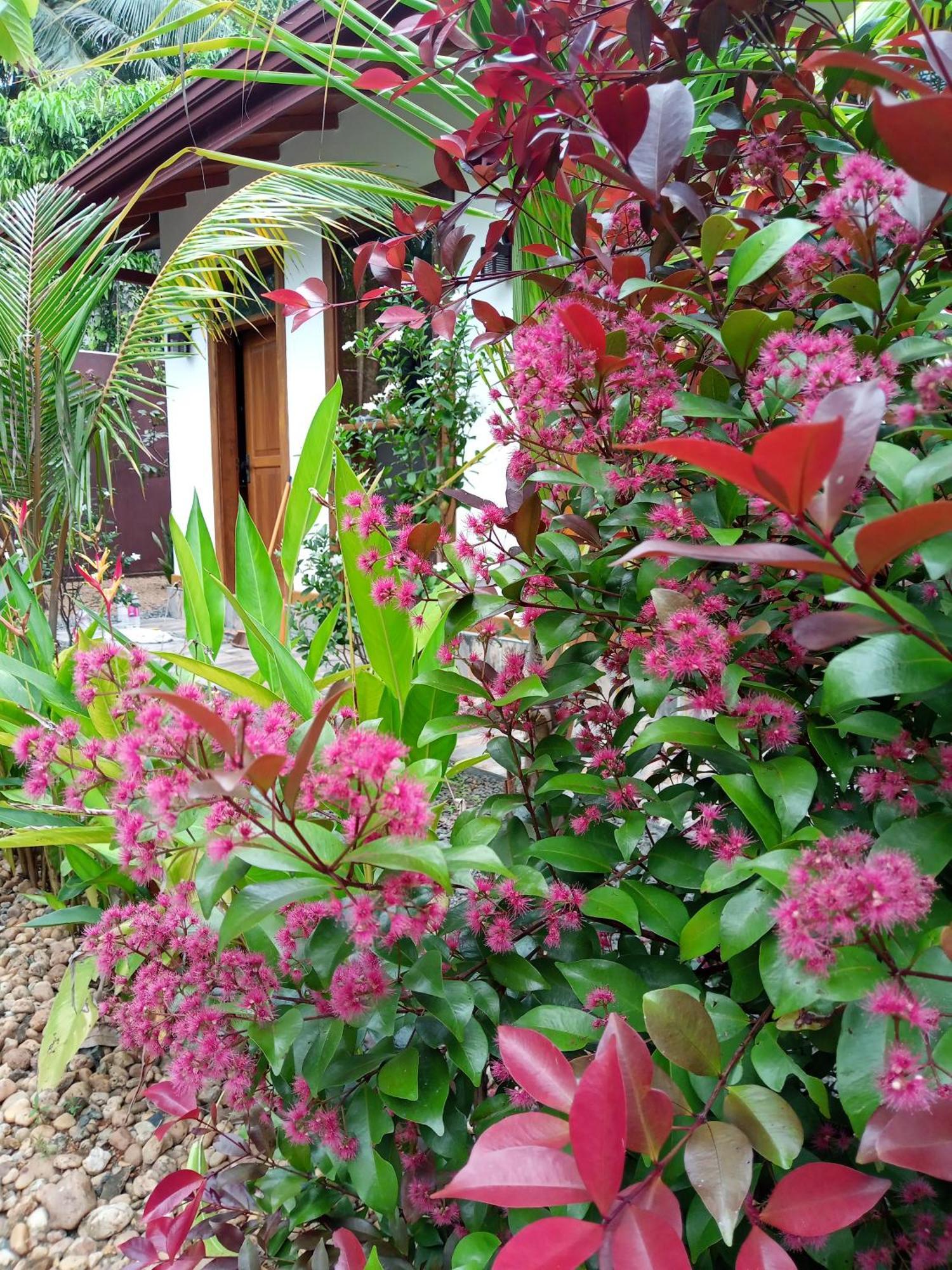 Luxury Villa With Bb Free Wi-Fi Bentota Eksteriør bilde
